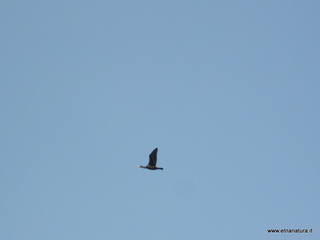 lle del Simeto-24-02-2013 10-07-39